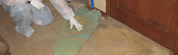Mold Removal, Cleaning, & Remediation in Corvallis OR, Eugene OR & Newport Oregon
